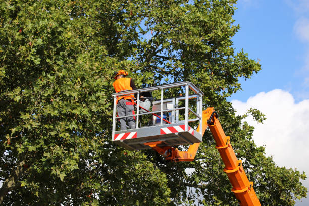 Best Tree Root Removal  in Southern Gateway, VA